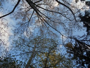 Merkez Park-Filibe (Centralna Parka)