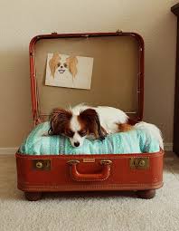 köpek bavul yatak